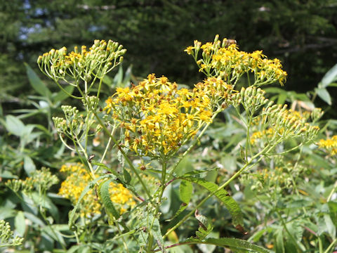 Senecio cannabifolius