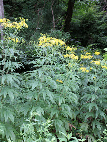 Senecio cannabifolius