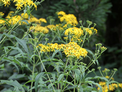 Senecio cannabifolius