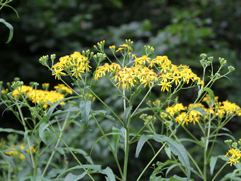 Senecio cannabifolius