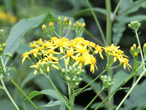 Senecio cannabifolius