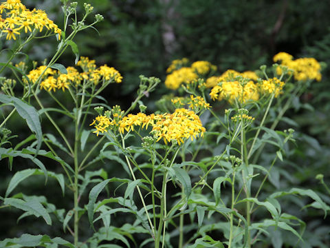 Senecio cannabifolius