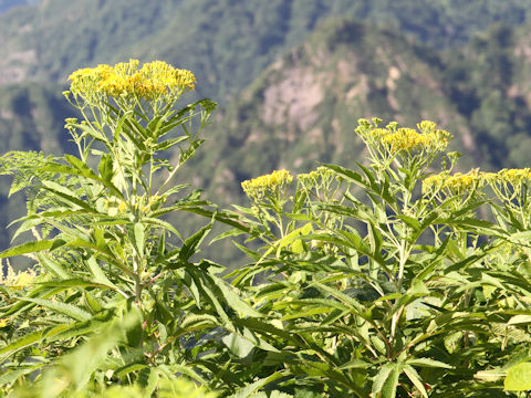 Senecio cannabifolius