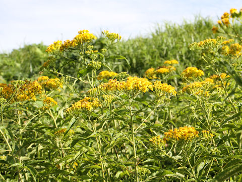 Senecio cannabifolius