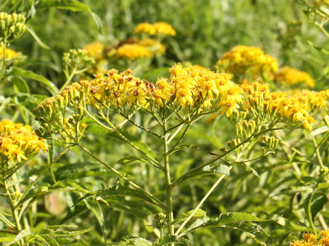 Senecio cannabifolius