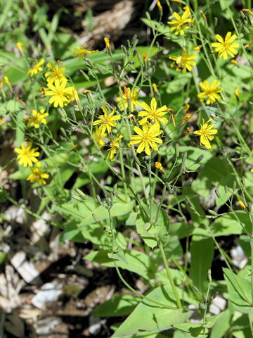 Ixeris dentata var. albiflora f. amplifolia