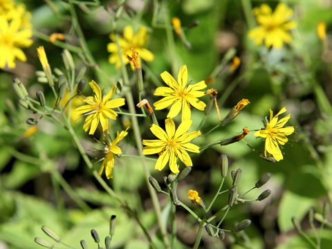 Ixeris dentata var. albiflora f. amplifolia