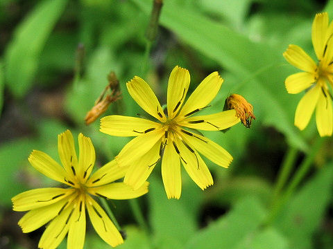 Ixeris dentata var. albiflora f. amplifolia