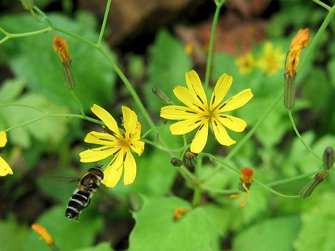 Ixeris dentata var. albiflora f. amplifolia