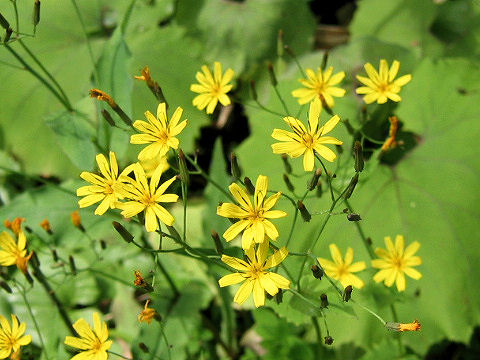 Ixeris dentata var. albiflora f. amplifolia