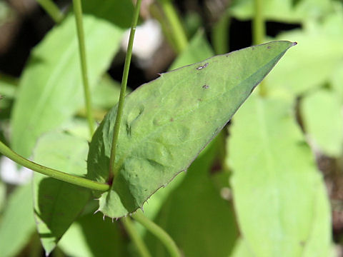 Ixeris dentata var. albiflora f. amplifolia