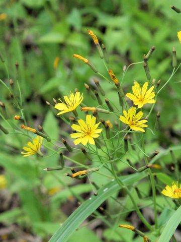 Ixeris dentata var. albiflora f. amplifolia