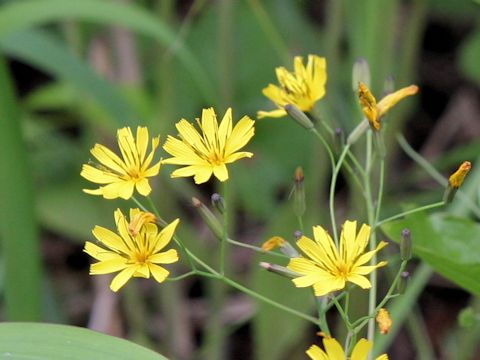 Ixeris dentata var. albiflora f. amplifolia