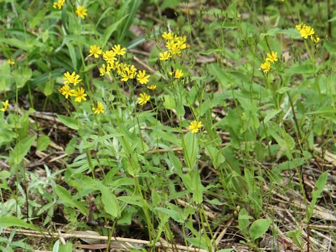 Ixeris dentata var. albiflora f. amplifolia