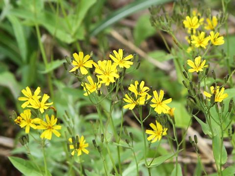 Ixeris dentata var. albiflora f. amplifolia