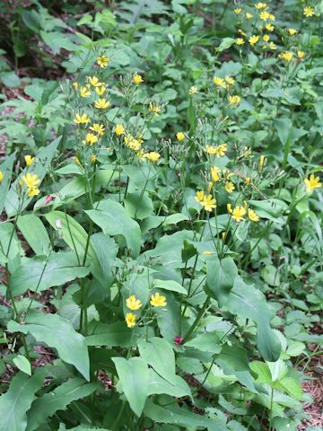 Ixeris dentata var. albiflora f. amplifolia