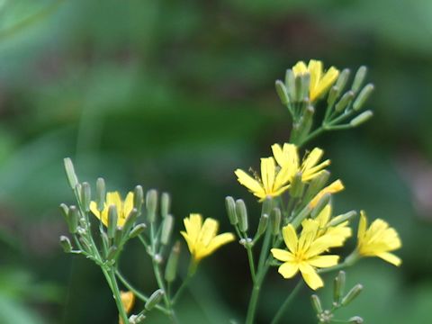 Ixeris dentata var. albiflora f. amplifolia