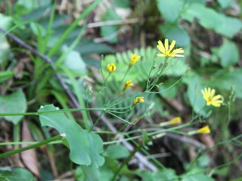 Ixeris dentata var. albiflora f. amplifolia