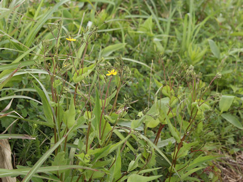Ixeris dentata var. albiflora f. amplifolia