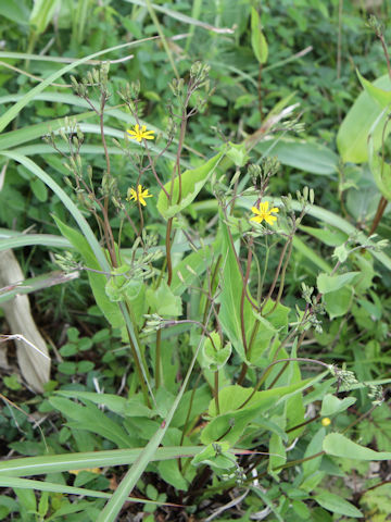 Ixeris dentata var. albiflora f. amplifolia