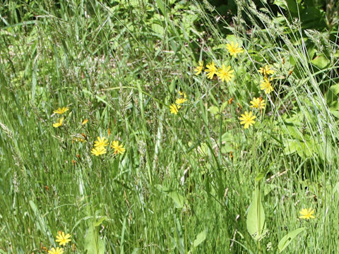 Ixeris dentata var. albiflora f. amplifolia