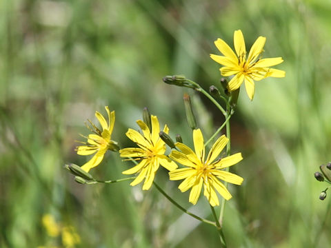 Ixeris dentata var. albiflora f. amplifolia