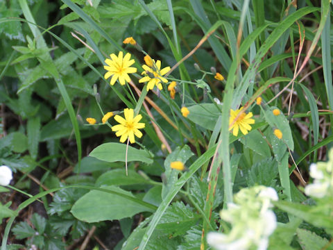 Ixeris dentata var. albiflora f. amplifolia