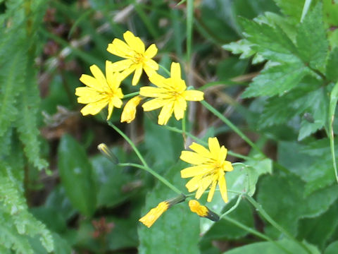 Ixeris dentata var. albiflora f. amplifolia