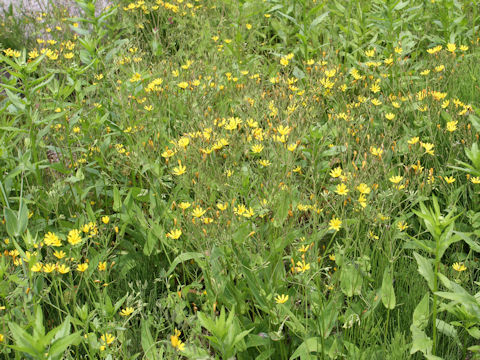 Ixeris dentata var. albiflora f. amplifolia