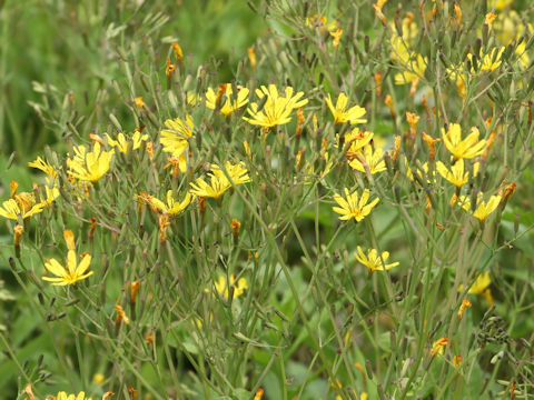 Ixeris dentata var. albiflora f. amplifolia