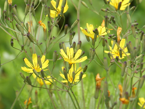 Ixeris dentata var. albiflora f. amplifolia