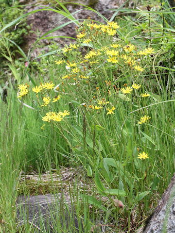 Ixeris dentata var. albiflora f. amplifolia