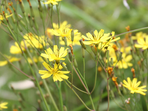 Ixeris dentata var. albiflora f. amplifolia