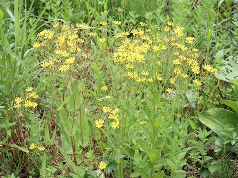 Ixeris dentata var. albiflora f. amplifolia