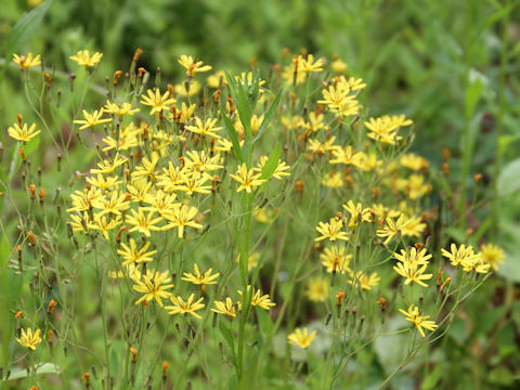 Ixeris dentata var. albiflora f. amplifolia