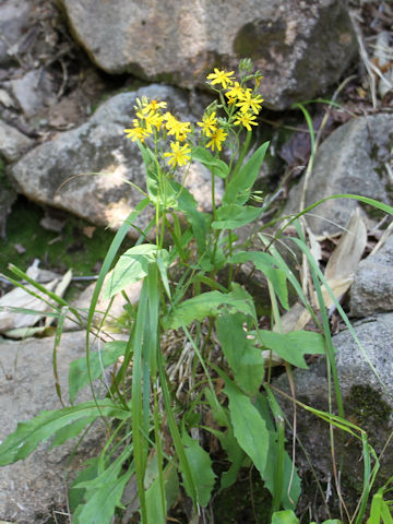 Ixeris dentata var. albiflora f. amplifolia