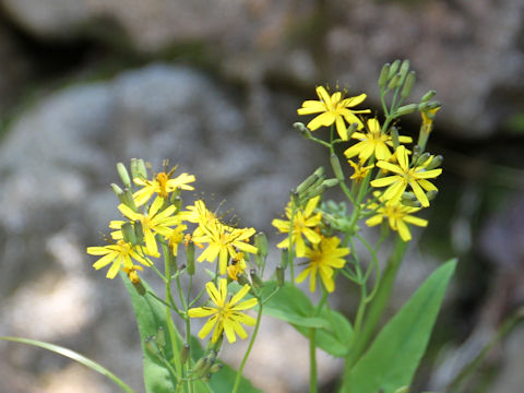 Ixeris dentata var. albiflora f. amplifolia