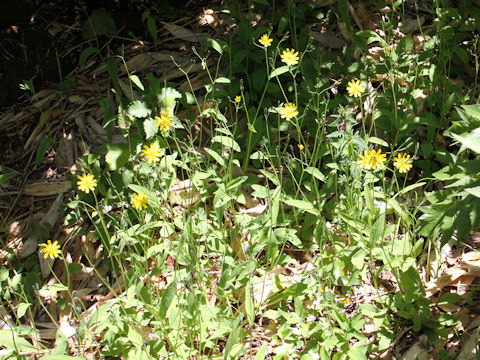 Ixeris dentata var. albiflora f. amplifolia