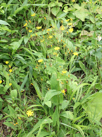 Ixeris dentata var. albiflora f. amplifolia