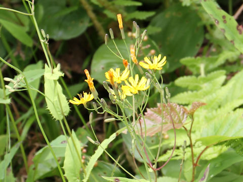 Ixeris dentata var. albiflora f. amplifolia