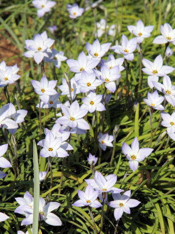 Ipheion uniflorum