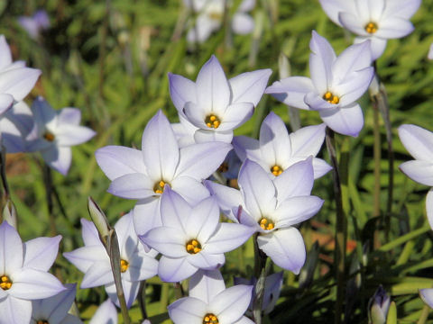 Ipheion uniflorum