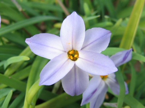 Ipheion uniflorum