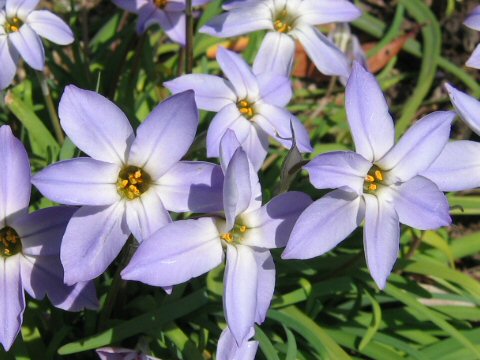 Ipheion uniflorum