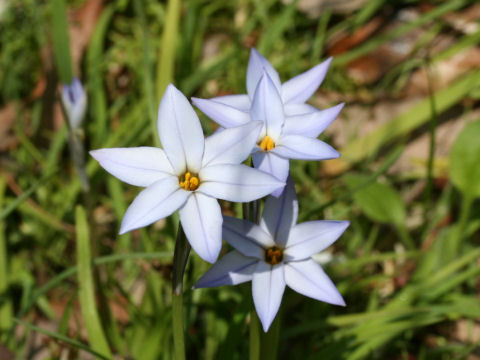 Ipheion uniflorum