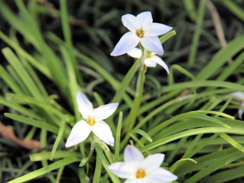 Ipheion uniflorum