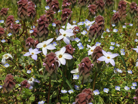 Ipheion uniflorum