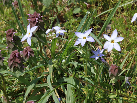 Ipheion uniflorum