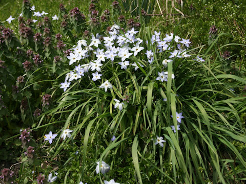 Ipheion uniflorum