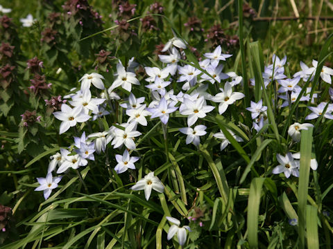 Ipheion uniflorum